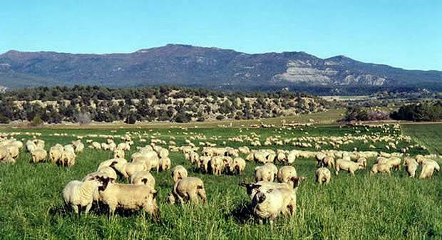 Fox Fire Farms Honored as Colorado Centennial Farm