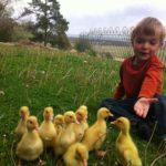 Fox Fire Farms :: Animals on the Farm