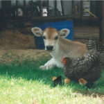 Fox Fire Farms :: Animals on the Farm