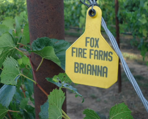 Fox Fire Farms :: Brianna