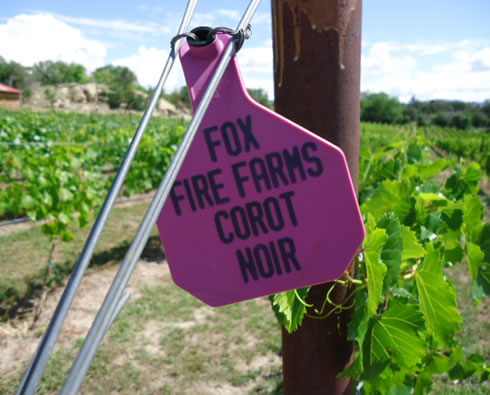 Fox Fire Farms :: Corot Noir