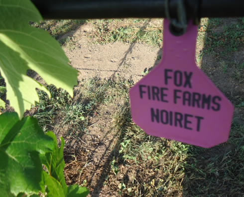 Fox Fire Farms :: Noiret