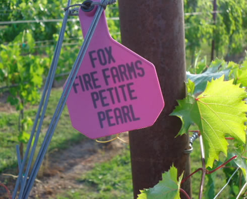 Fox Fire Farms :: Petite Pearl