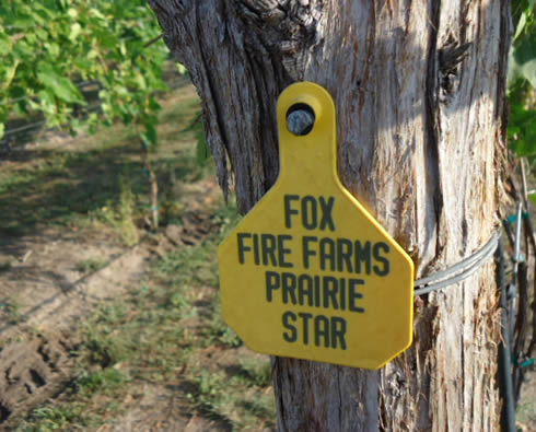 Fox Fire Farms :: Prairie Star