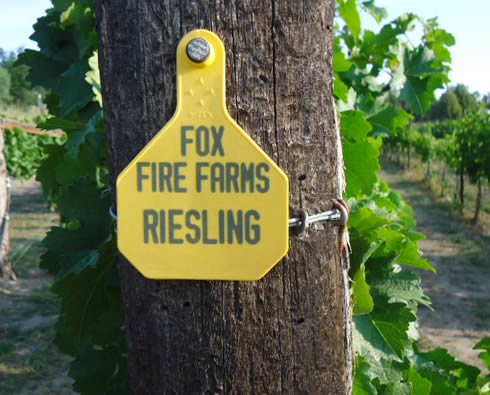 Fox Fire Farms :: Reisling