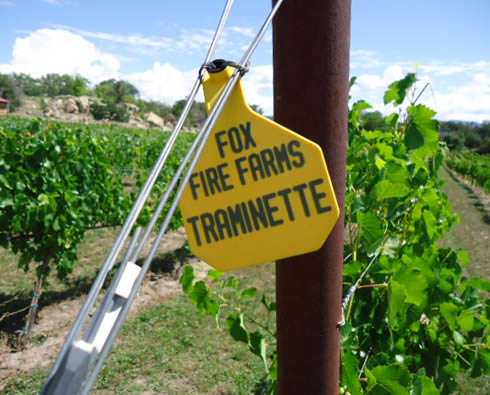 Fox Fire Farms :: Traminette