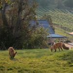 Fox Fire Farms :: Winery Vineyard