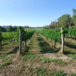 Fox Fire Farms :: Winery Vineyard