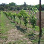 Fox Fire Farms :: Winery Vineyard